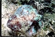 Octopus2-2