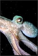 Octopus2-3