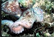 Octopus2-4
