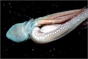 Octopus2-5