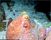 Octopus2-7