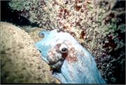 Octopus3-
