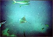 Rays1-2