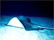 Rays3-8