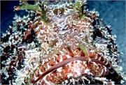 ScorpionFish1-1