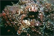 ScorpionFish1-10