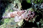 ScorpionFish1-2