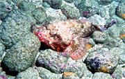 ScorpionFish1-3