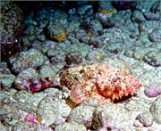 ScorpionFish1-4