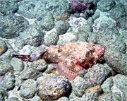 ScorpionFish1-5