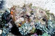 ScorpionFish1-6