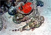 ScorpionFish1-7