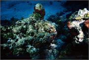 ScorpionFish1-8
