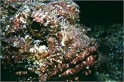 ScorpionFish1-9