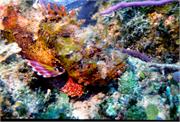 ScorpionFish2-1