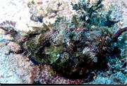 ScorpionFish2-2