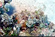 ScorpionFish2-3