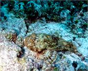 ScorpionFish2-4