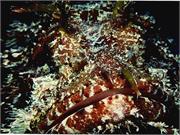 ScorpionFish2-5