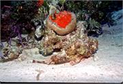 ScorpionFish3-1