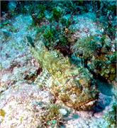 ScorpionFish3-2