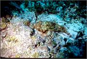 ScorpionFish3-3