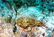 ScorpionFish3-4
