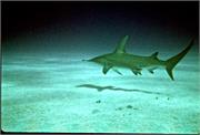 Sharks1-1