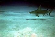 Sharks1-10