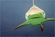 Sharks1-11