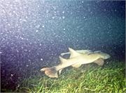 Sharks1-12