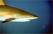 Sharks1-2