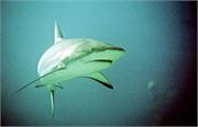 Sharks1-3