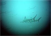 Sharks1-7