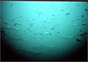 Sharks1-8