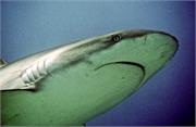 Sharks1-9