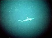 Sharks2-11
