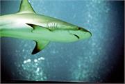 Sharks2-12