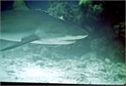 Sharks2-13