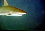 Sharks2-14