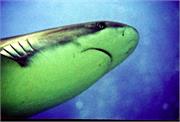 Sharks2-15