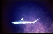 Sharks2-19