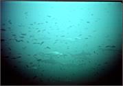 Sharks2-2