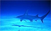 Sharks2-20