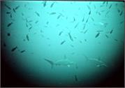 Sharks2-3
