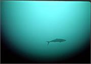 Sharks2-4