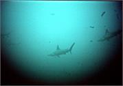 Sharks2-5