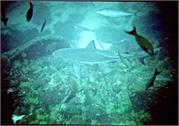 Sharks2-8