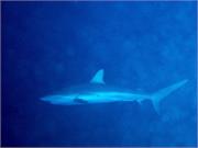 Sharks3-10