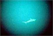 Sharks3-11